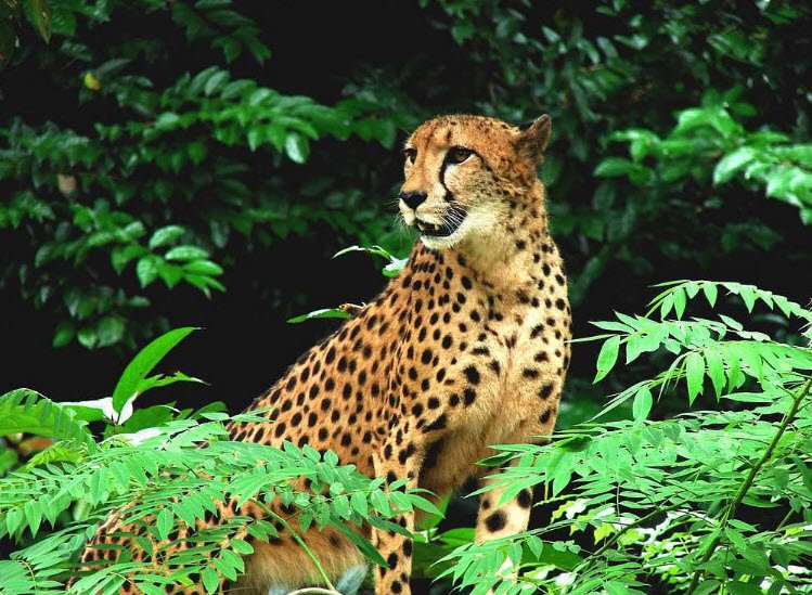 Darrah Wildlife Sanctuary, Kota, Rajasthan - Vushii.com Darrah Wildlife Sanctuary, Kota, Rajasthan - Vushii.com